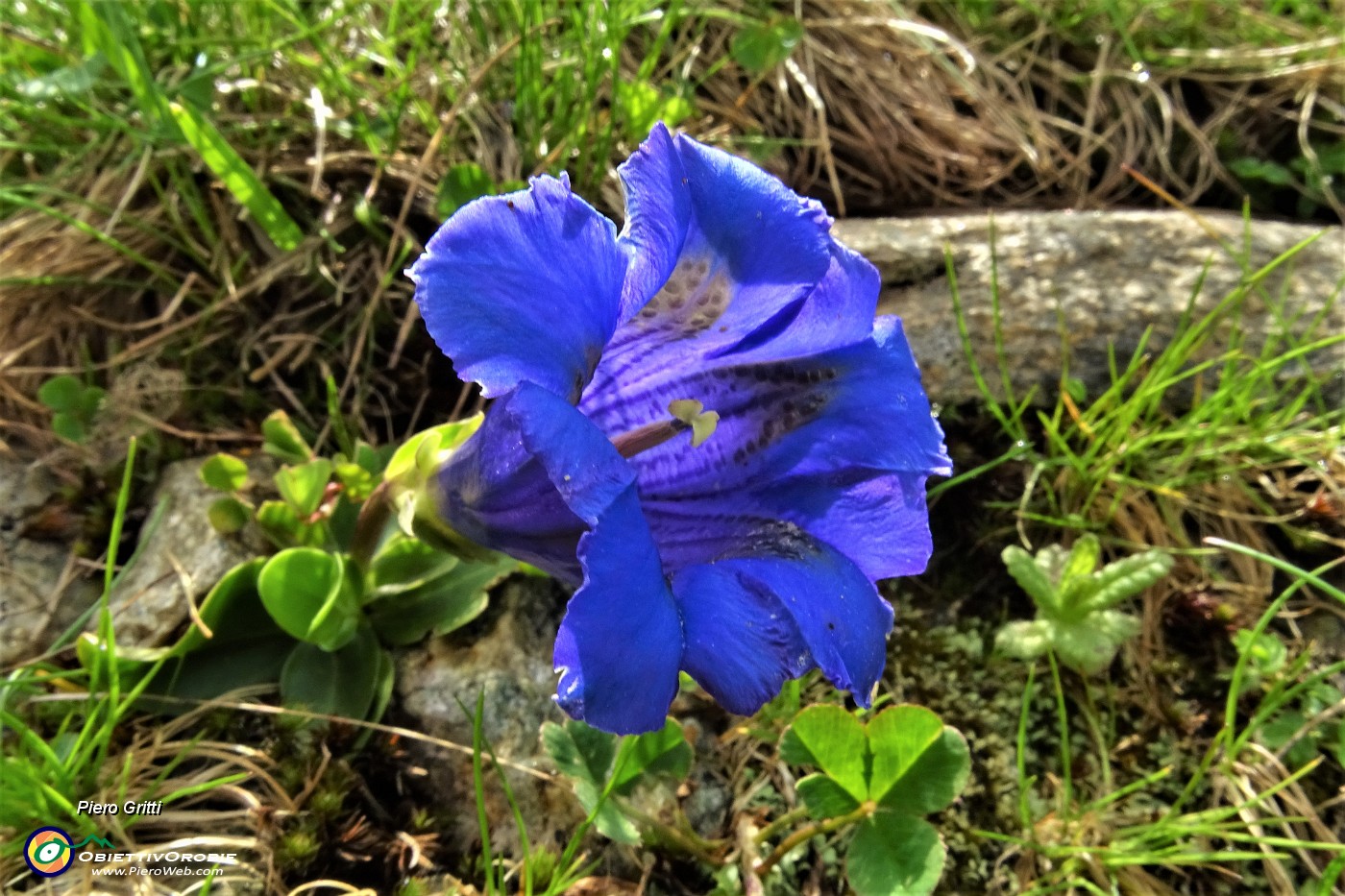 15 Genziana di Koch (Gentiana kochiana).JPG